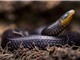 Phát hiện ba loài rắn mới từ nghĩa địa